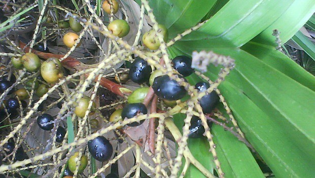 palmetto