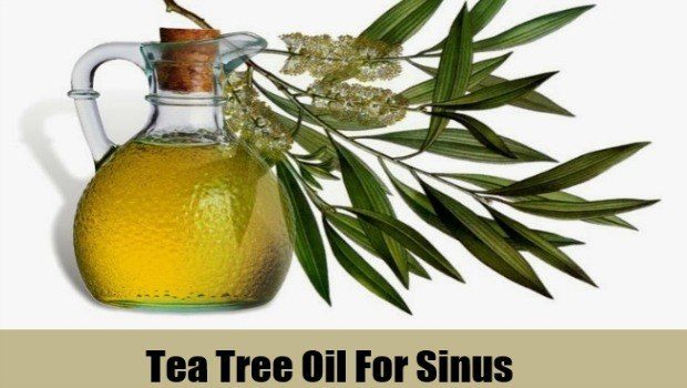 use tea tree oil for sinus infections download