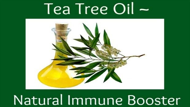 use tea tree oil to boost immunity download