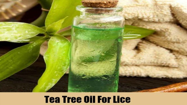 use tea tree oil to prevent parasites and harmful insects download