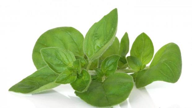 Marjoram