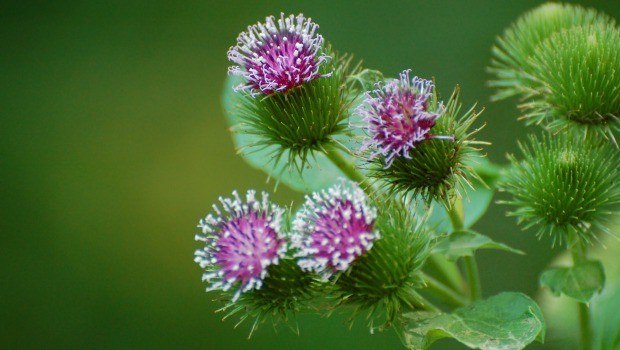 Some herbs such as burdock, walnut, indigo and Oregon grape root download