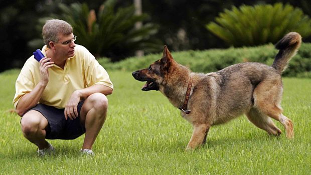 dog training tips