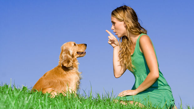 dog training tips 