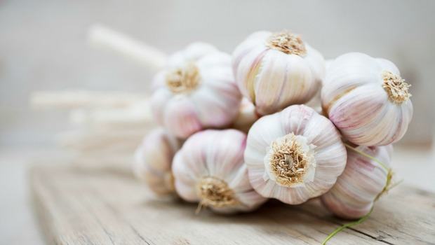 Garlic download