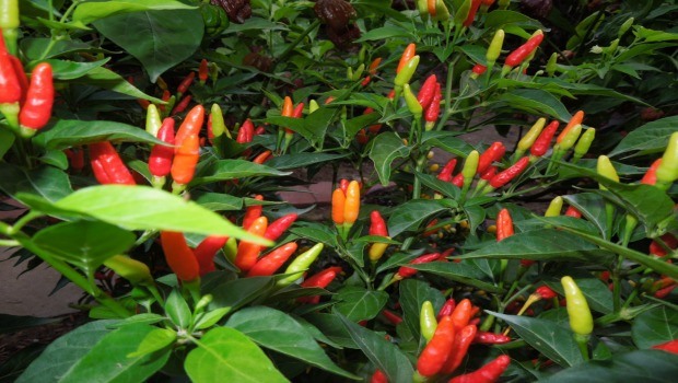 capsicum peppers