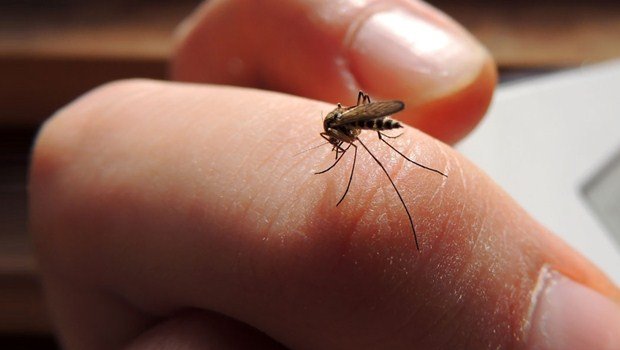 home remedies for mosquito bites