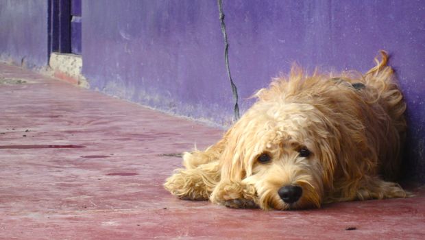 symptoms of dog depression