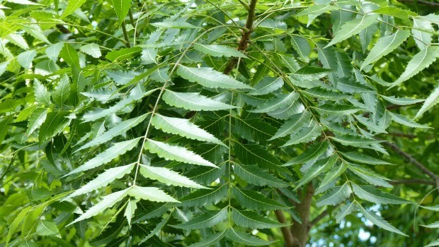 margosa leaves