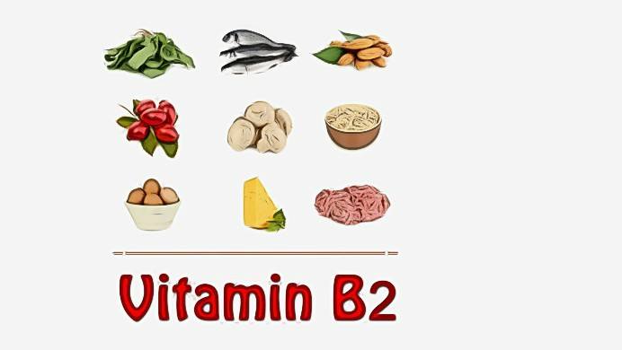 foods high in vitamin b