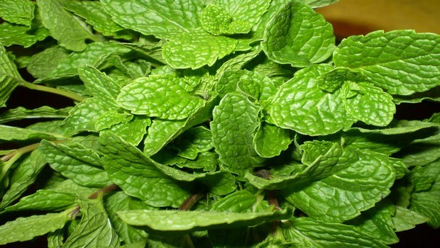 home remedies for hives-basil