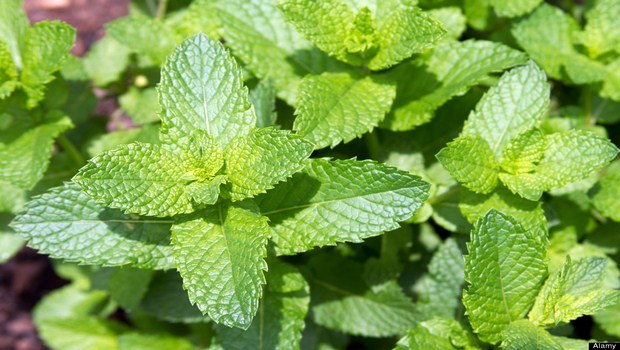 home remedies for hives-mint
