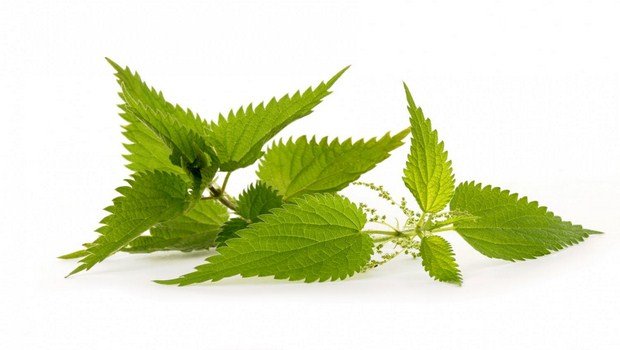home remedies for hives-nettle