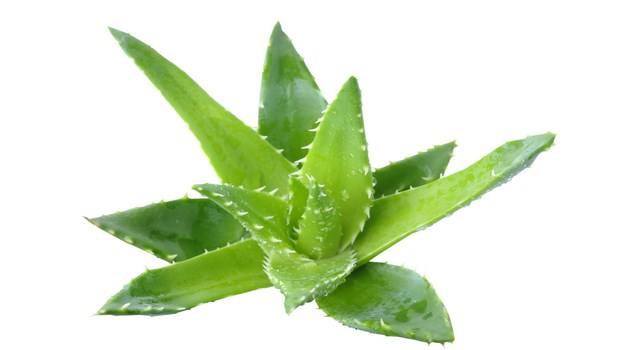 home remedies for poison ivy-aloe vera