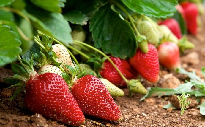 how to get rid of gingivitis - lemon juice and strawberries