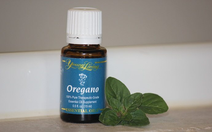 essential oils for oily skin - oregano essential oil