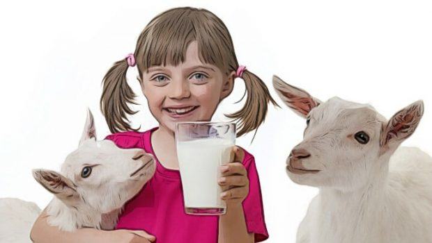 raw goat milk benefits & some cautions