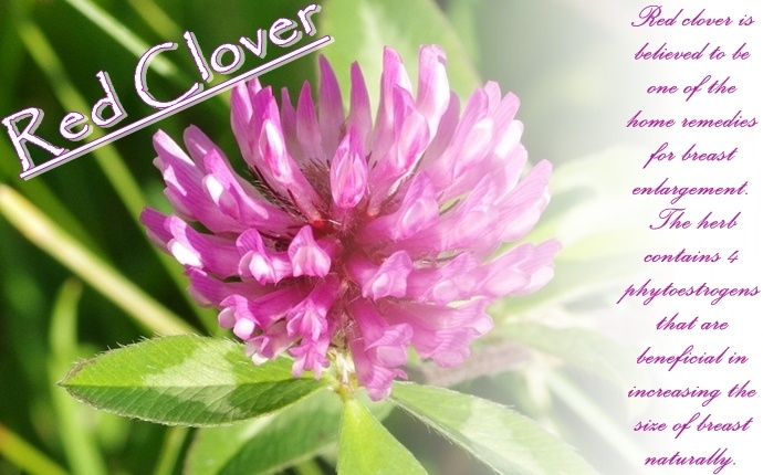 home remedies for breast enlargement - red clover