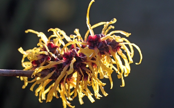 how to get rid of fever blisters - witch hazel