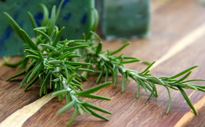home remedies for tendonitis - alcohol and rosemary