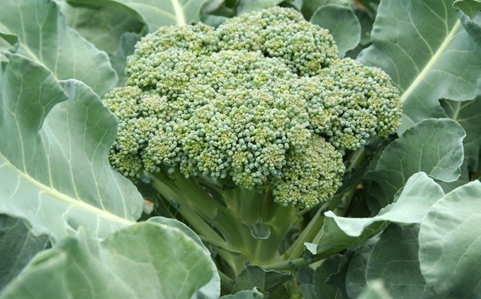 how to get rid of plaque in arteries - broccoli
