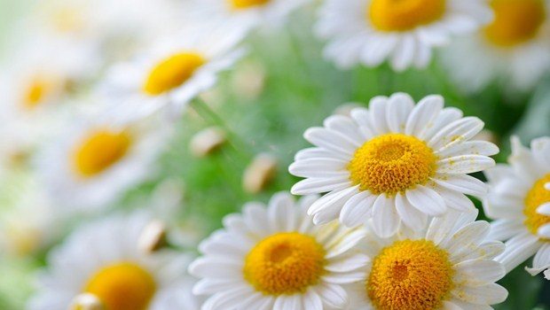 home remedies for IBS-chamomile