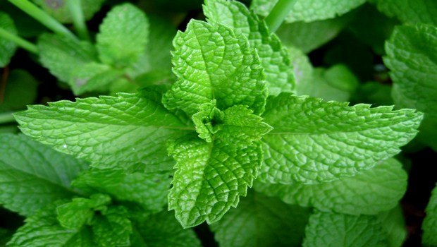 home remedies for IBS-peppermint