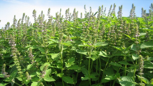 home remedies for Lupus-holy basil