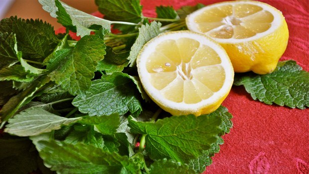 home remedies for PMS-lemon balm