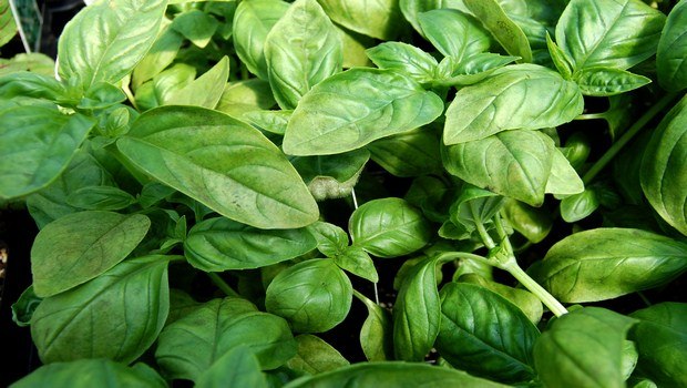 home remedies for angina-basil
