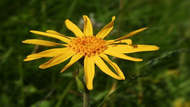 home remedies for carpal tunnel-arnica