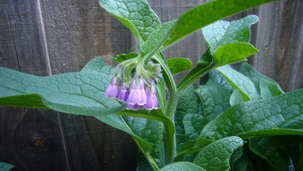 home remedies for carpal tunnel-comfrey