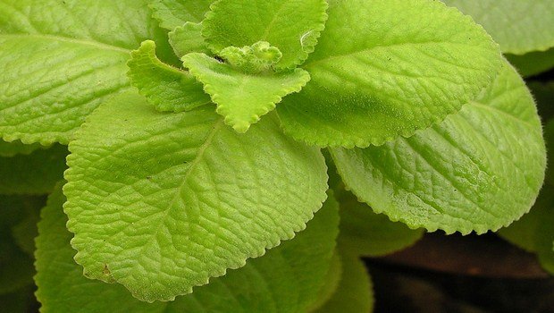 home remedies for copd-ajwain leaves