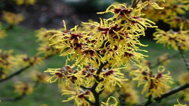 home remedies for cysts-witch hazel