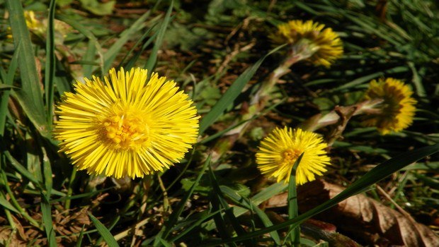 home remedies for ear congestion-coltsfoot