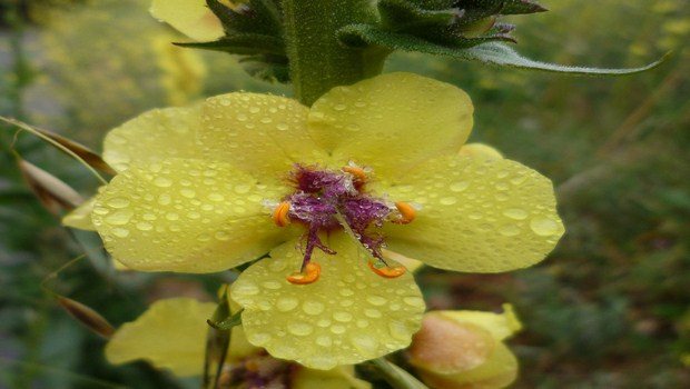 home remedies for frostbite-mullein flowers