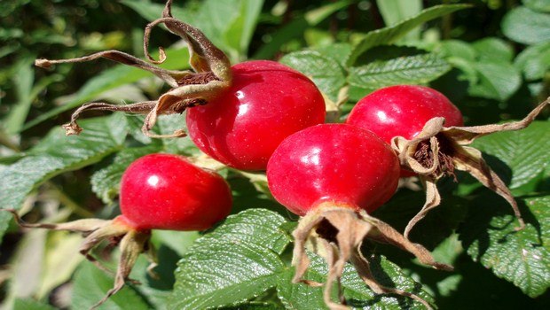 home remedies for frostbite-rosehip
