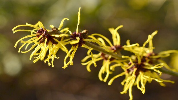 home remedies for frostbite-witch hazel