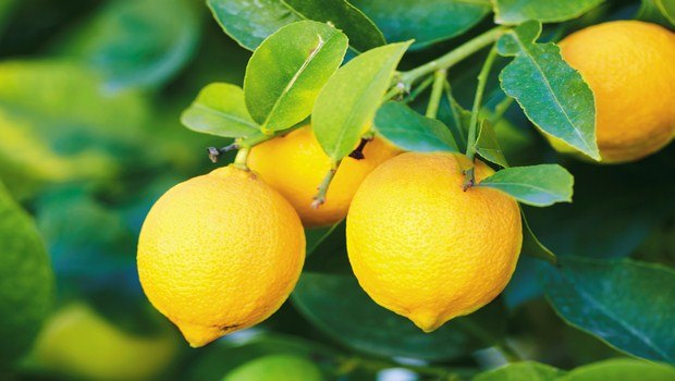 home remedies for genital herpes-lemon