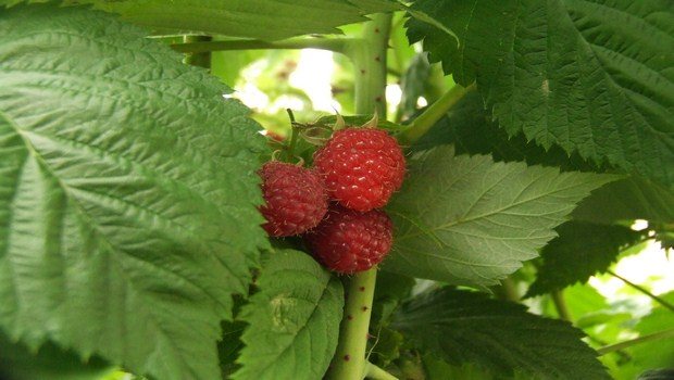 home remedies for infertility-raspberry leaf