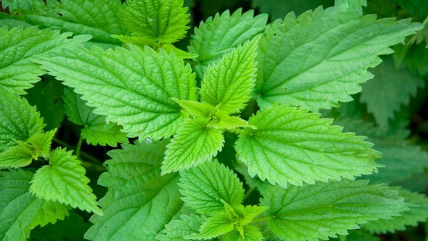 home remedies for infertility-stinging nettle