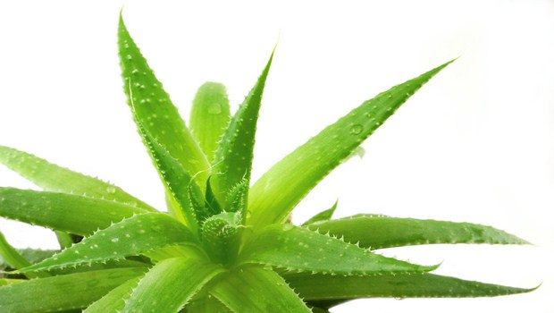 home remedies for kidney infection-aloe vera