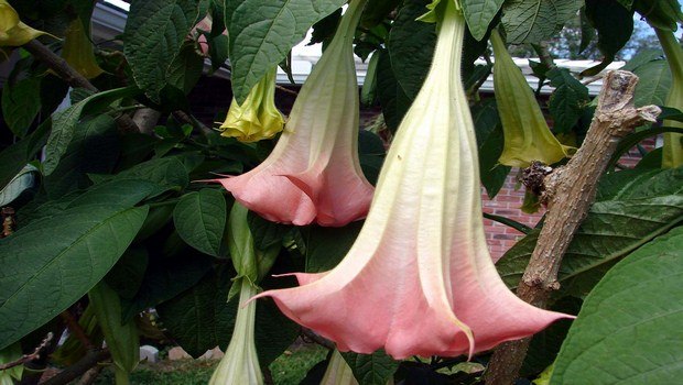 home remedies for malaria-datura