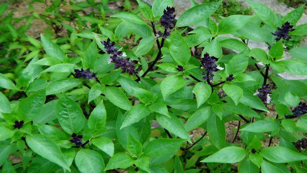 home remedies for malaria-holy basil