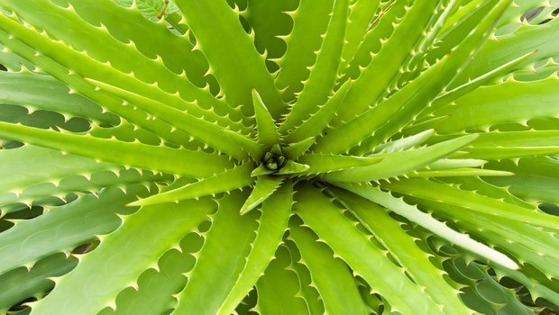 home remedies for obesity-aloe vera