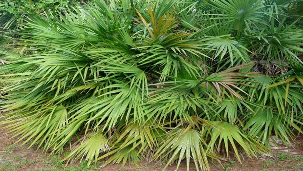 home remedies for pcos-saw palmetto
