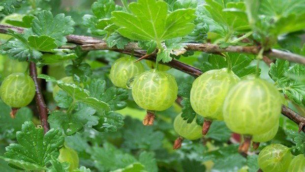 home remedies for stomach gas-gooseberry