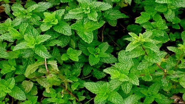 home remedies for stomach gas-peppermint