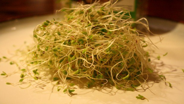 home remedies to increase appetite-alfalfa