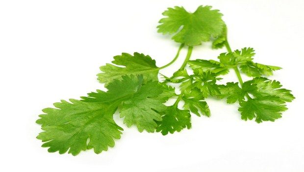home remedies to increase appetite-coriander